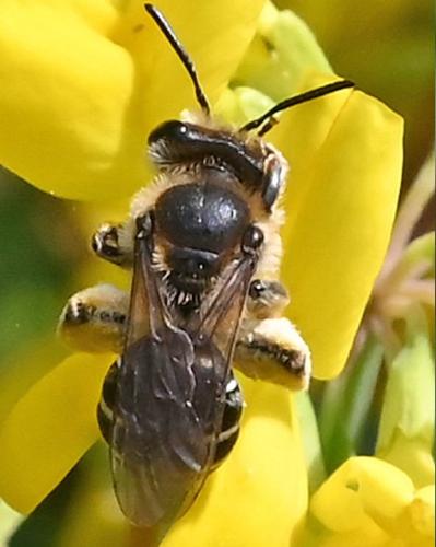 Réf. 357 693 : Andrena sp.